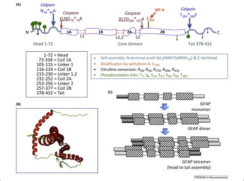 Glial Fibrillary Acidic Protein: GFAP